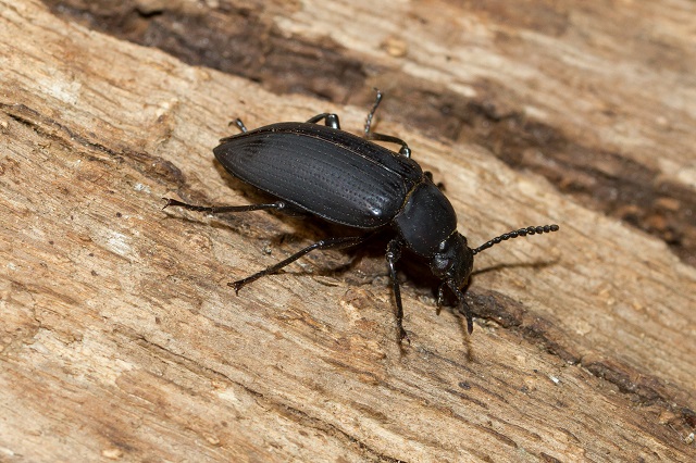 Everything You Need to Know About Wood-Boring Beetles