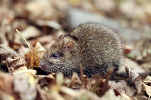 Rodent Control