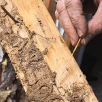 Termite Control