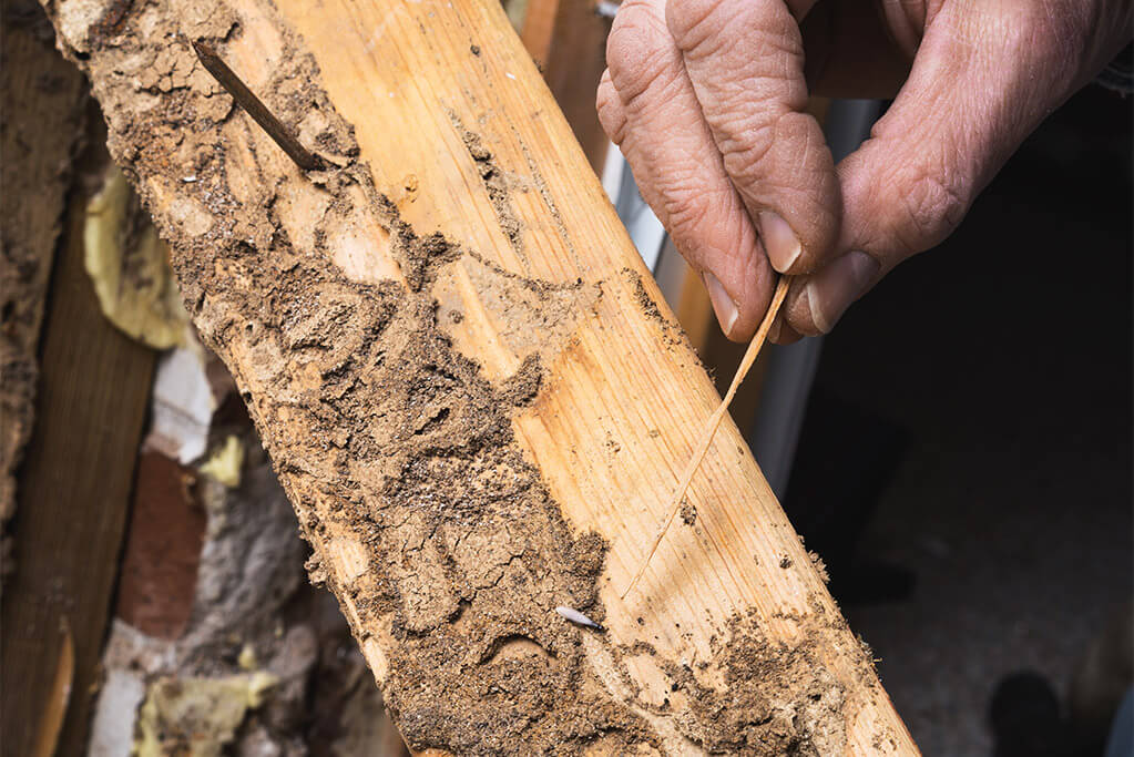 Termite Control