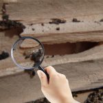 Termite Inspections