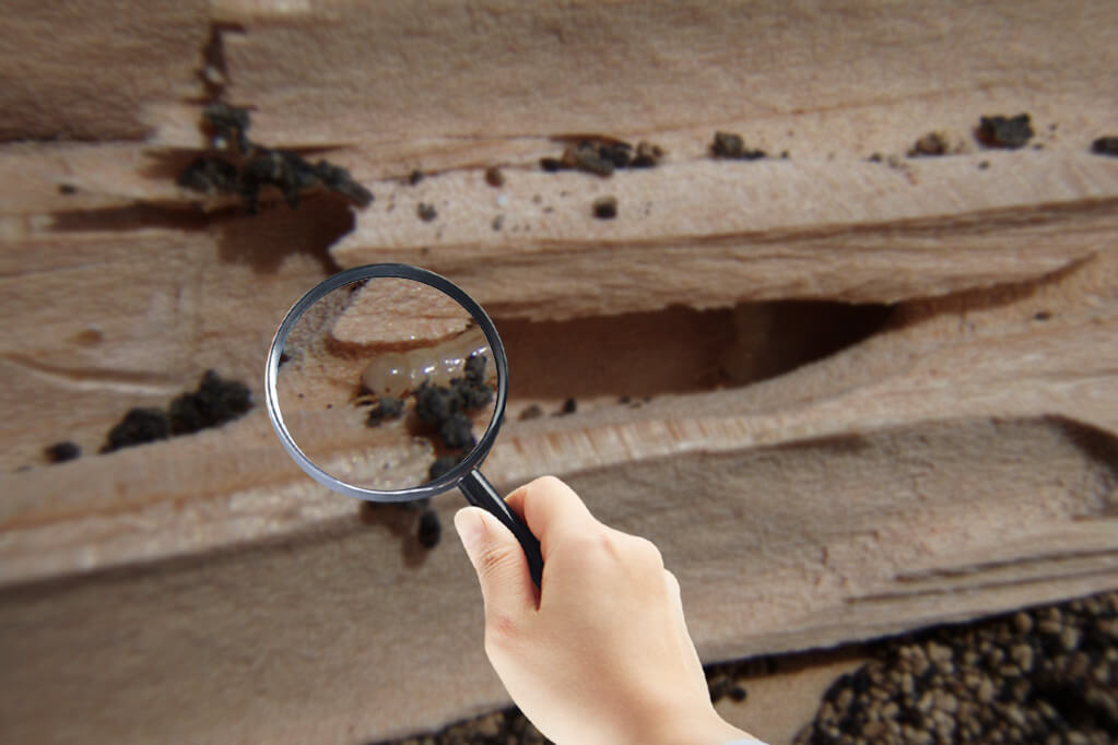 Termite Inspections