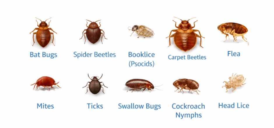10 Bugs That Look Like Bed Bugs (With Key Differences)